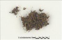 藏品(簑苔屬)的圖片